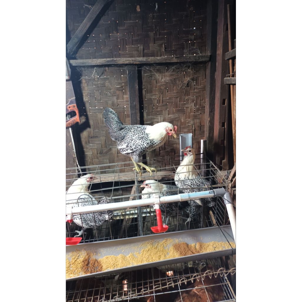 betina ayam arab siap telur