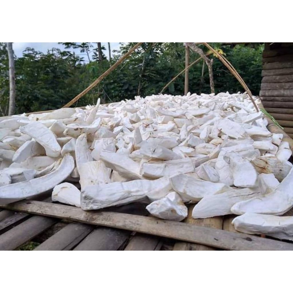 Gaplek singkong/Gaplek kering