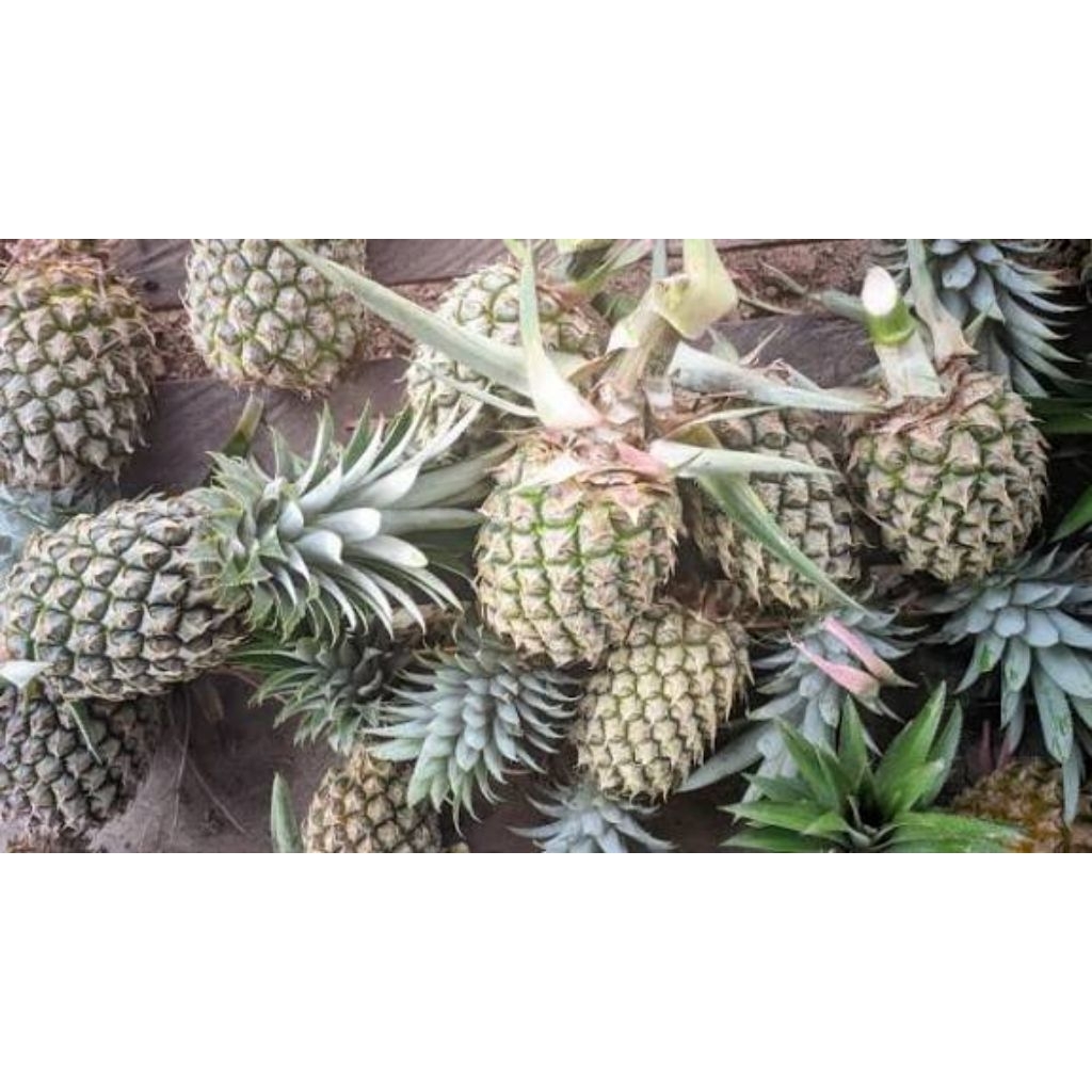 nanas muda asli fresh obat herbal