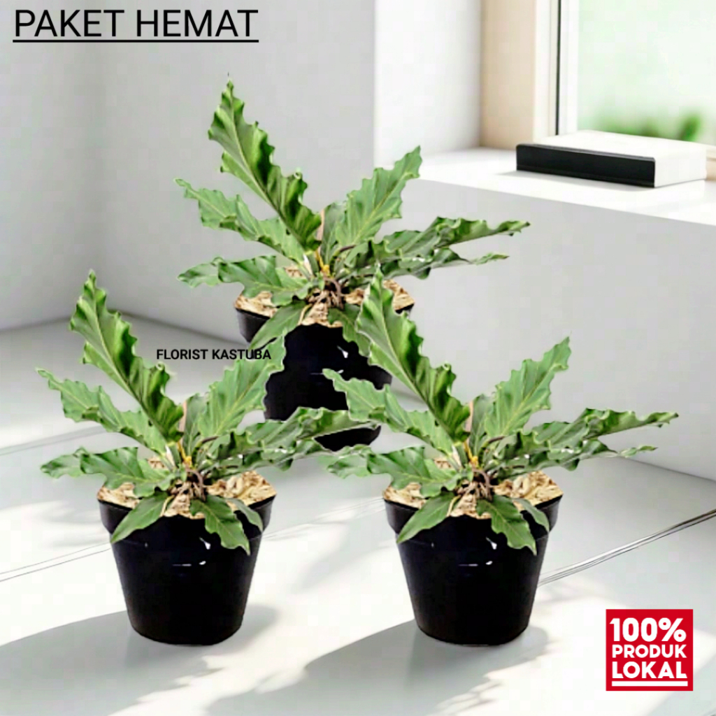 paket viral 3 tanaman pohon anthurium gelombang cinta harga murah