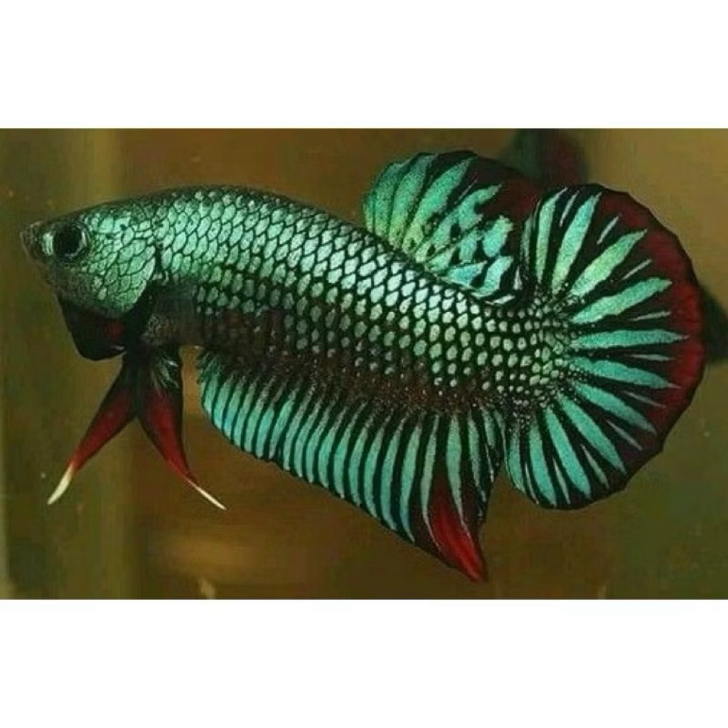 cupang Alien blue bahan bagus size m