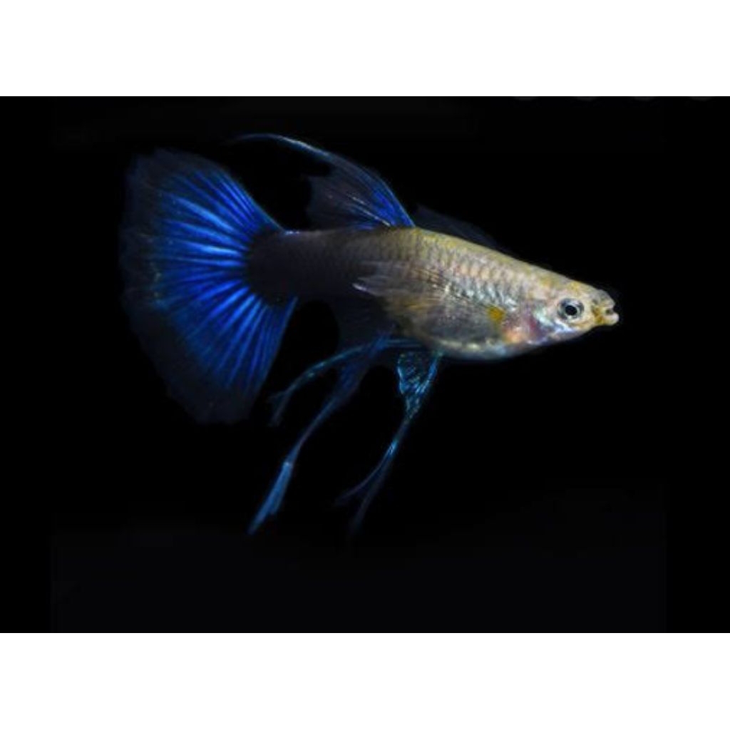 Guppy Hb Blue Ribbon Fin C( Dark Blue)