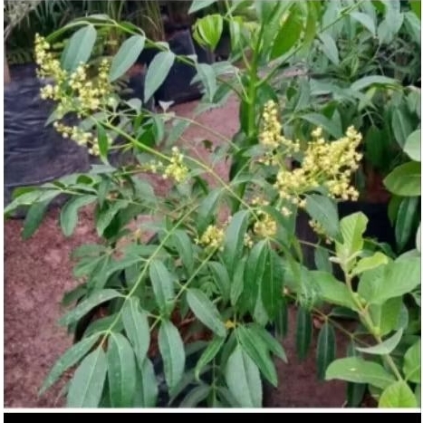 bibit buah kedondong sudah berbunga/ berbuah