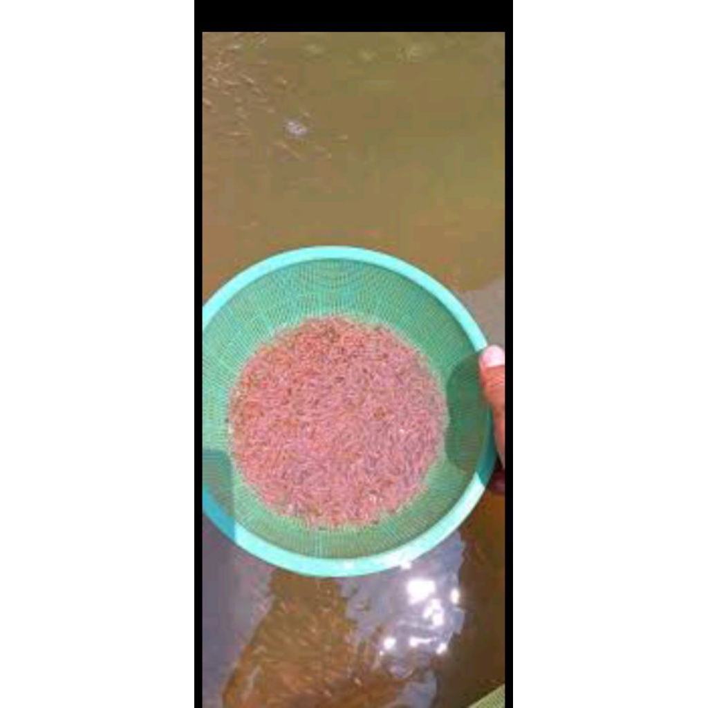 larva nila merah Bangkok ukuran 0-6 cm isi 1000 ekor terbaik gratis pakan.