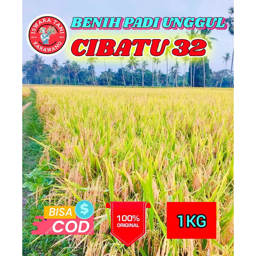 BENIH PADI UNGGUL BERKUALITAS CIBATU 32 KEMASAN 1KG