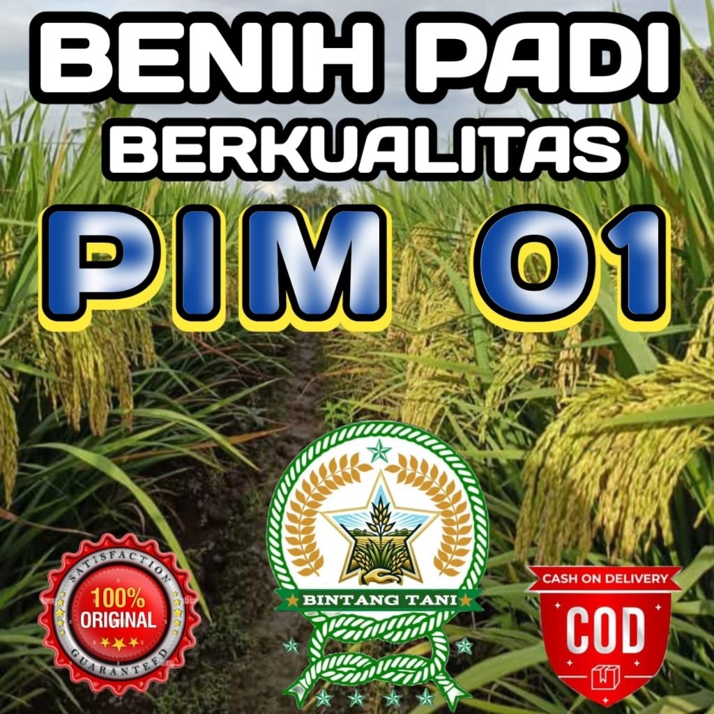 BENIH PADI PIM 01 BERKUALITAS ORIGINAL KEMASAN 5KG