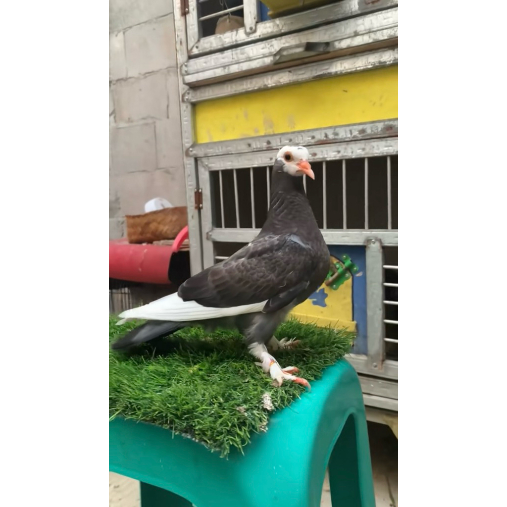 merpati kolong trah Dollar X Srikandi