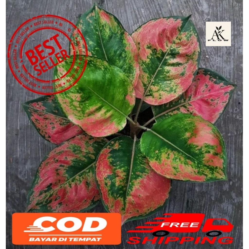 (BISA COD) Tanaman Hias Aglonema Kochin Cunwok rimbun ukuran remaja