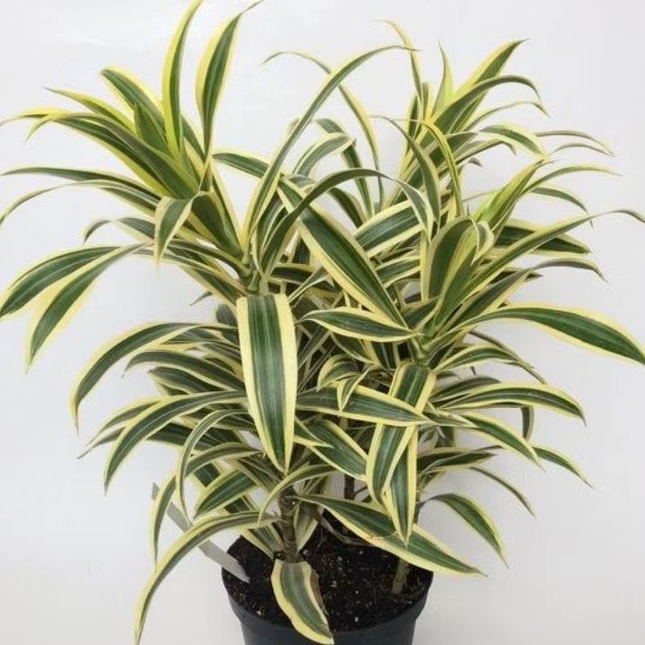 Tanaman Hias Bambu Hoki Sri Rejeki Golden Hijau Per 5 Batang Untuk Menghias Sekitar Taman