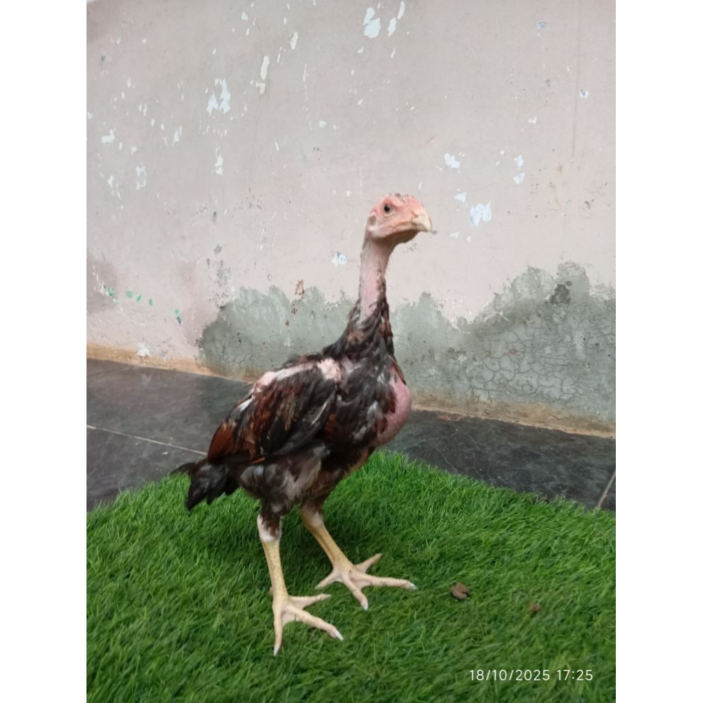 Ayam Bangkok Anakan Mangon/pitik Bangkok