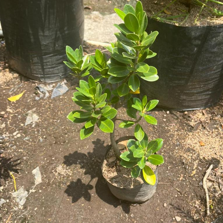 Tanaman BAHAN BONSAI BIBIT BONSAI BERINGIN DOLAR - BAHAN BONSAI DOLAR DAUN BESAR - Bonsai Beringin d