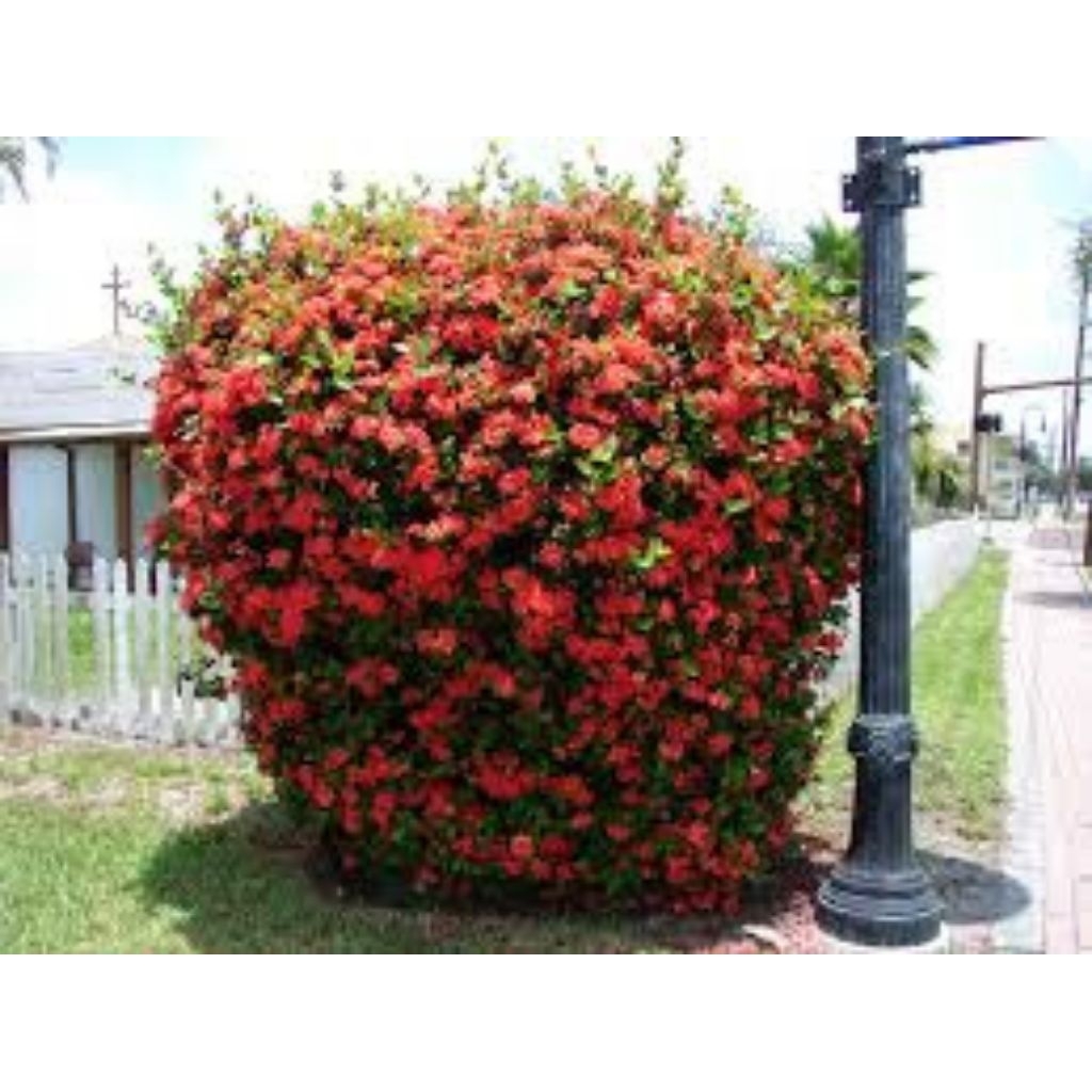 tanamannhias bunga asoka mini pohon bunga asoka mini