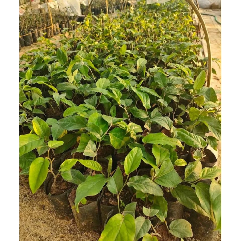 bibit cabe Jawa perdu(hibrida)