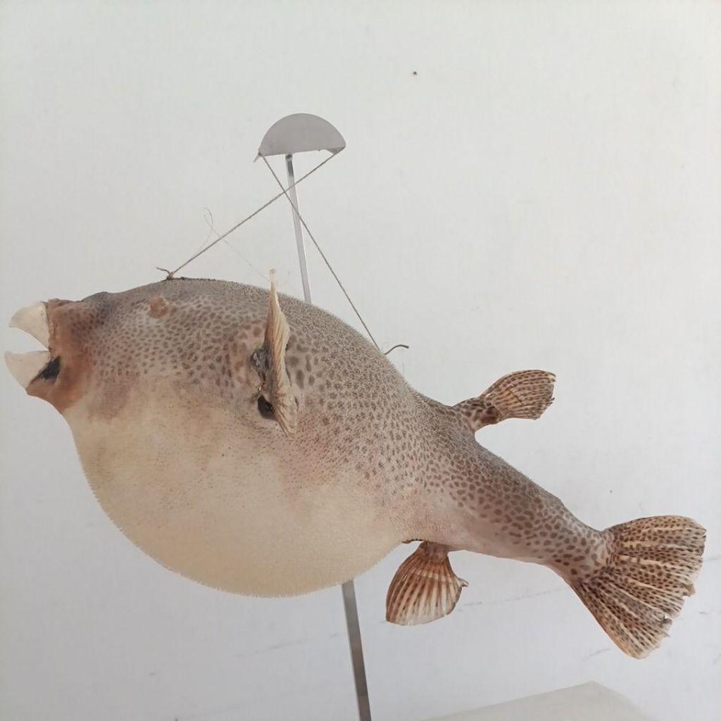 Jual Hiasan Kulit Ikan Buntal Duri Halus (Rare)