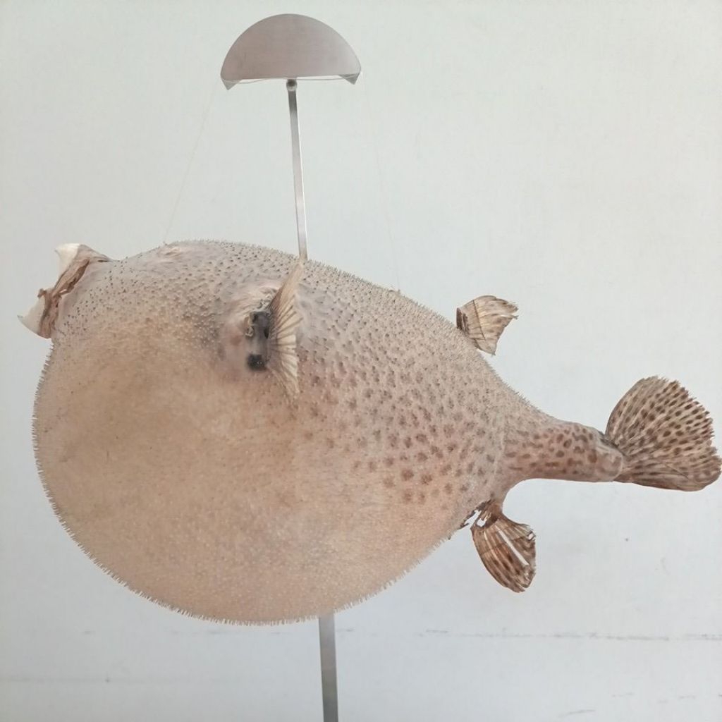 Jual Hiasan Kulit Ikan Buntal Duri Halus