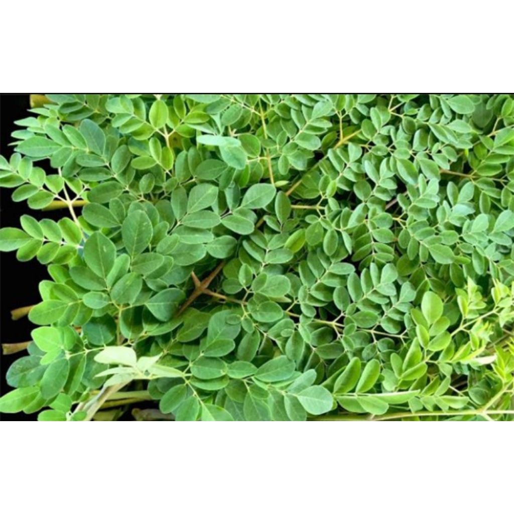 daun kelor basah segar 1kg