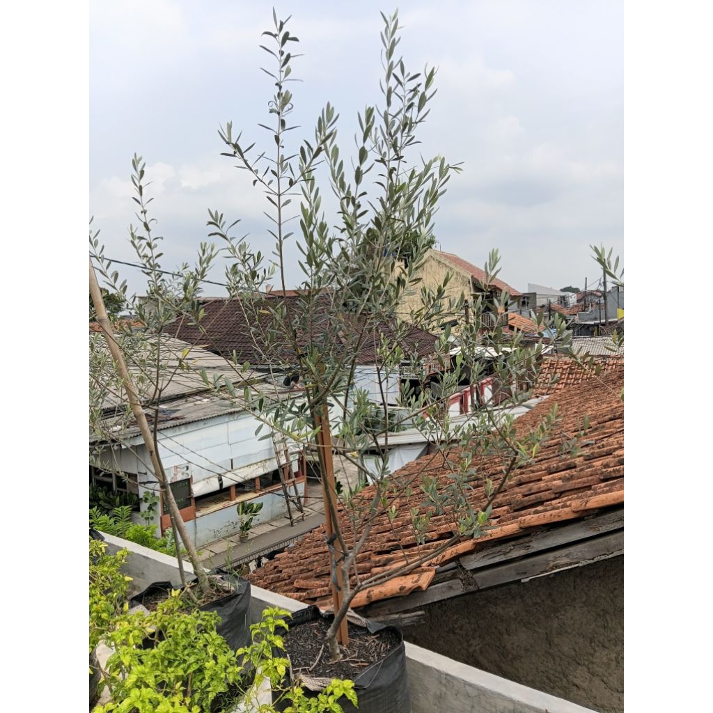 Tanaman Hias Pohon Zaitun Olive Tree Original Palestine Big Size Rimbun