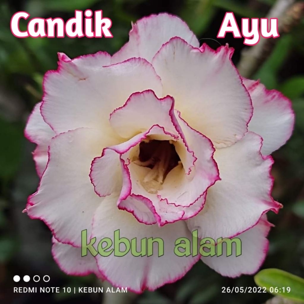 Pohon Adenium grafting