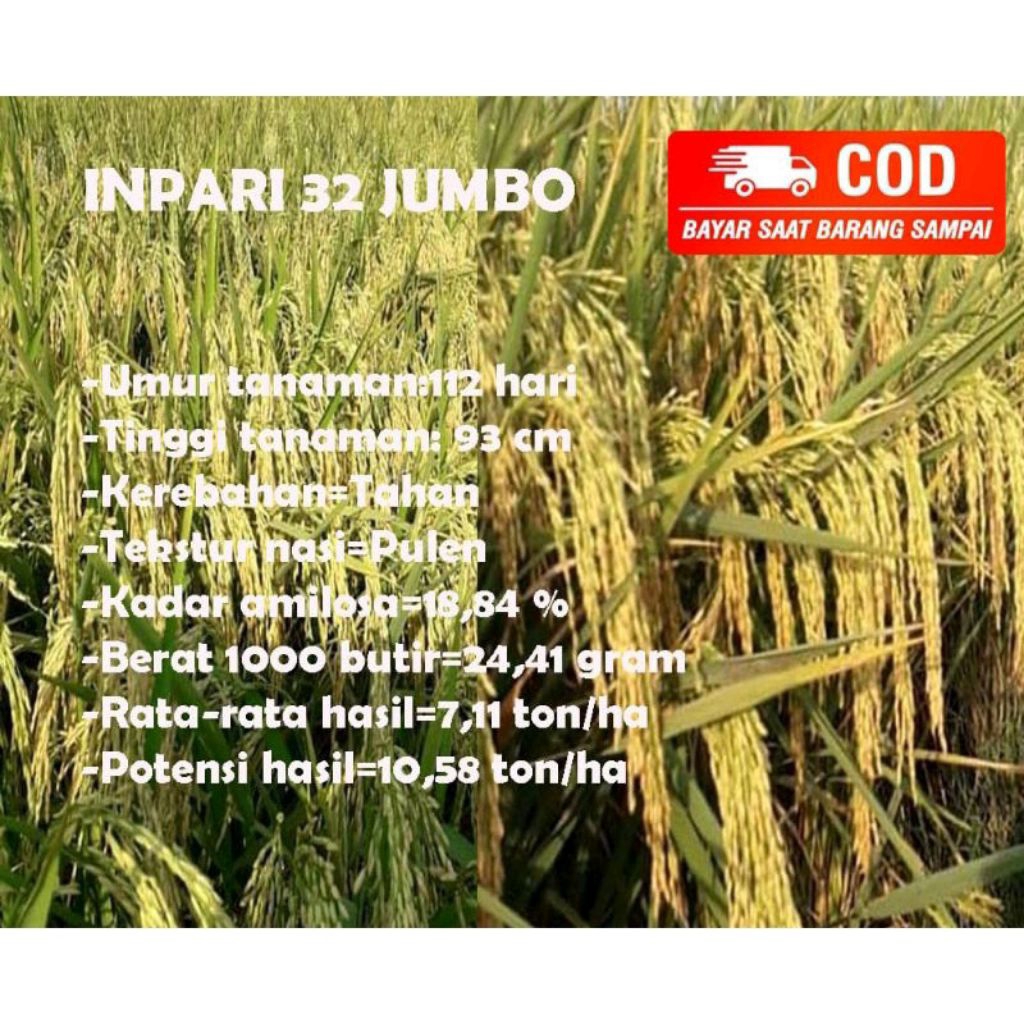 Benih Padi Infari 32 jumbo 1kg
