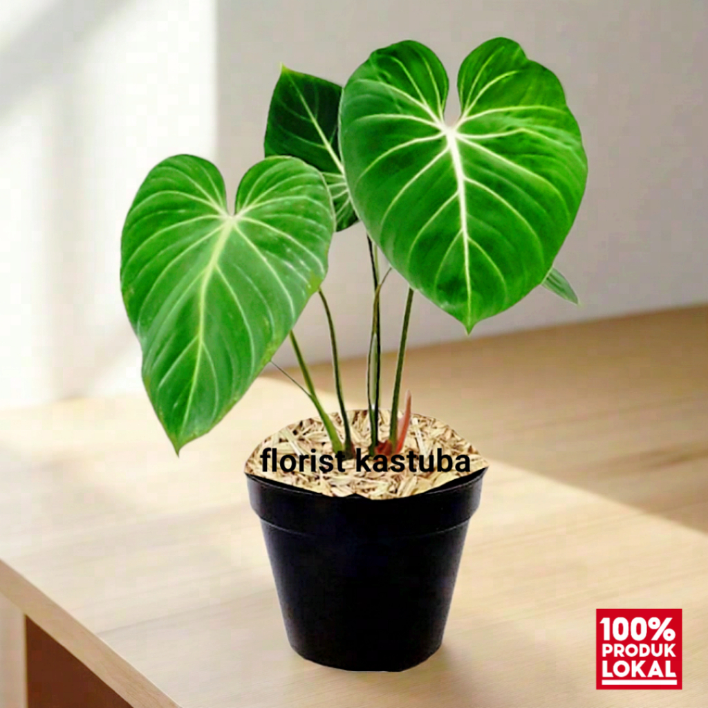 tanaman hias daun Philodendron gloriosum