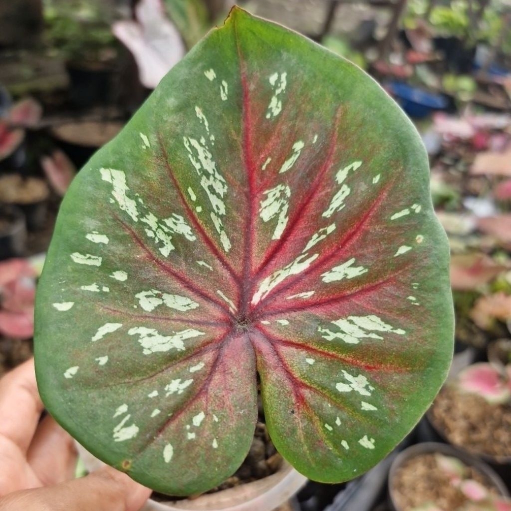 Caladium Black Mamba