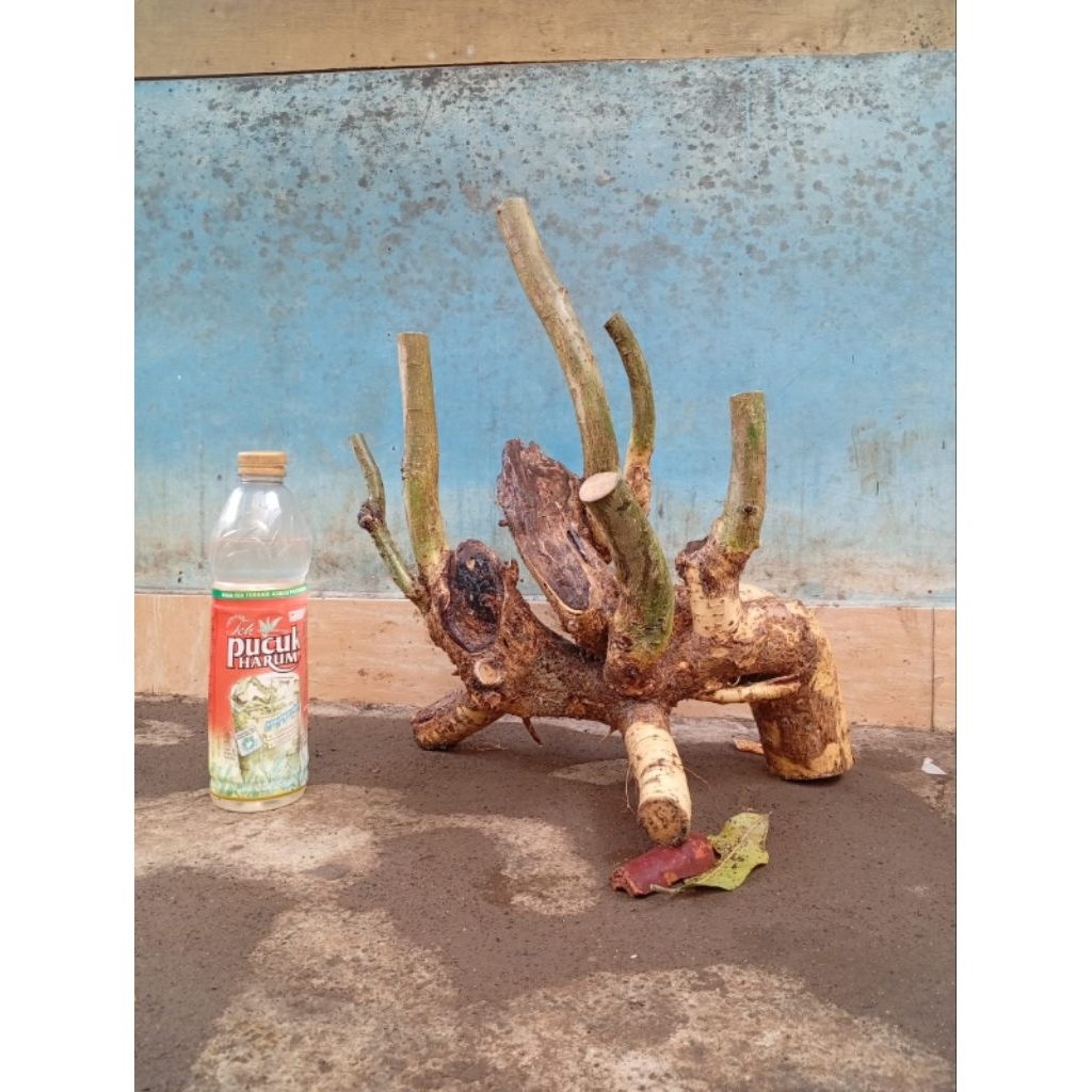 bahan bonsai serut berkarakter murah