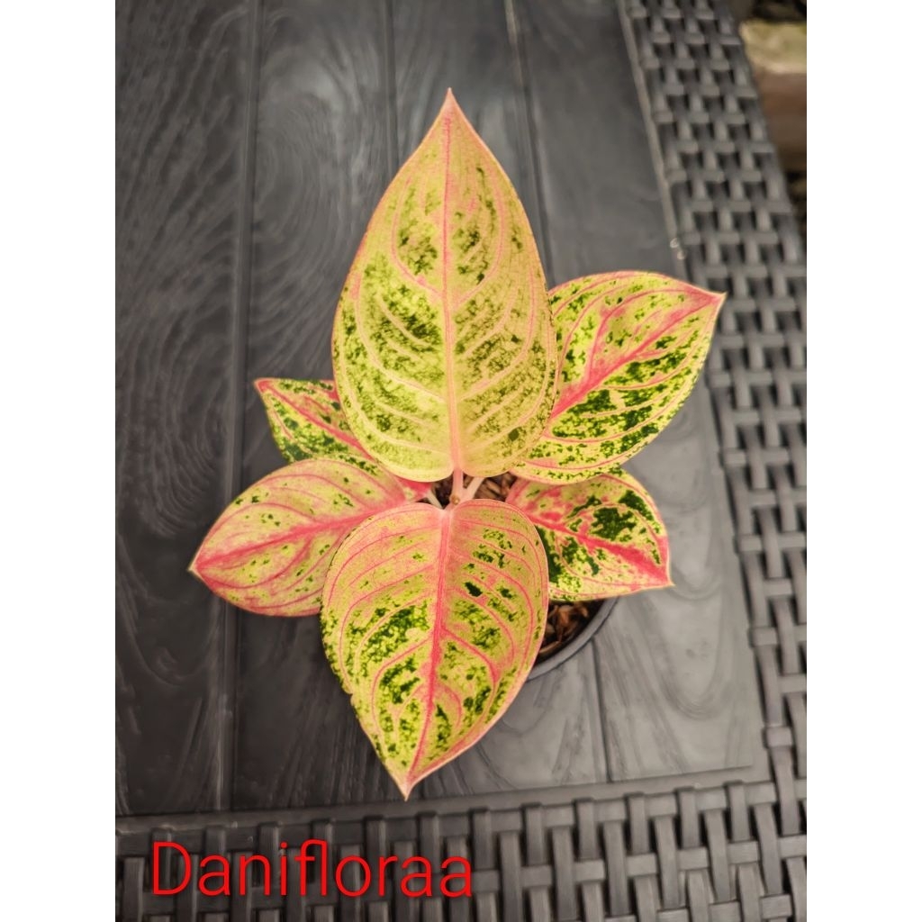 Aglonema Romantic Love