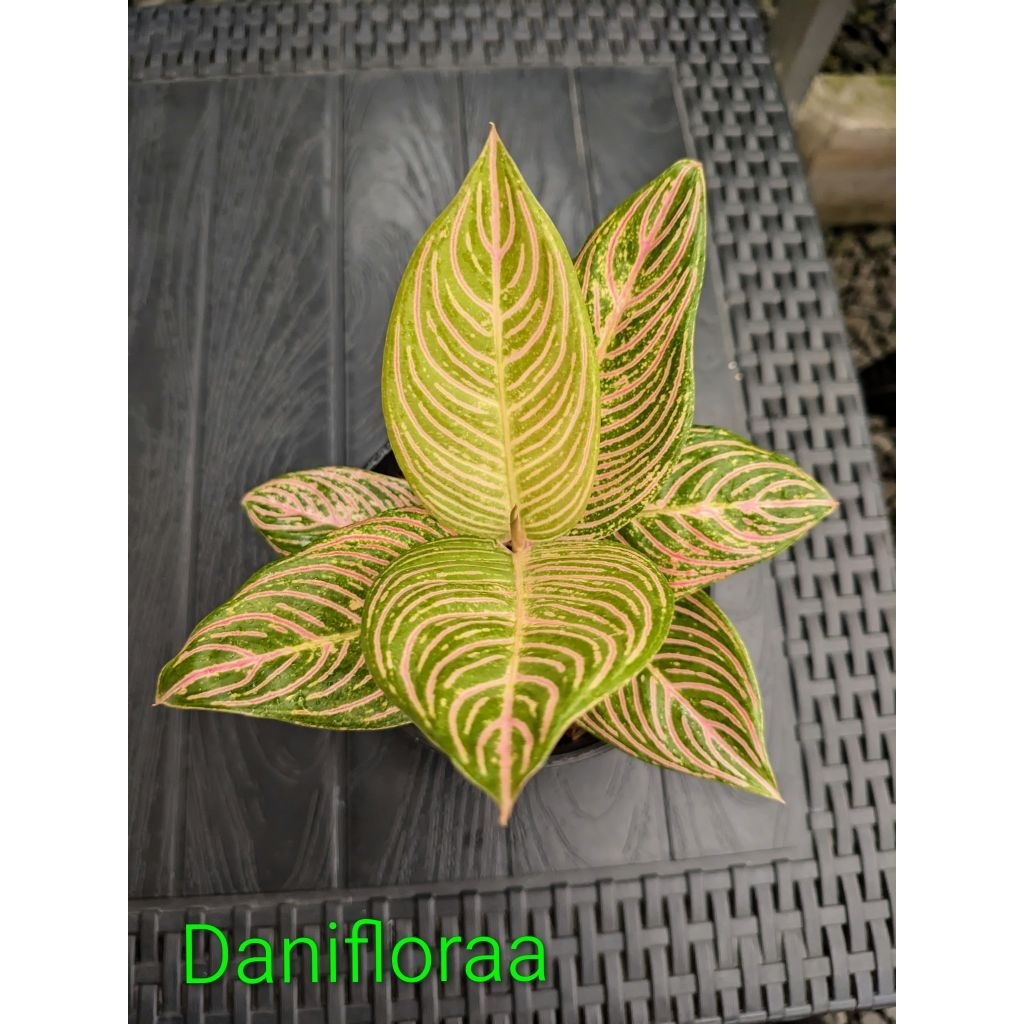 Aglaonema Golden Hope