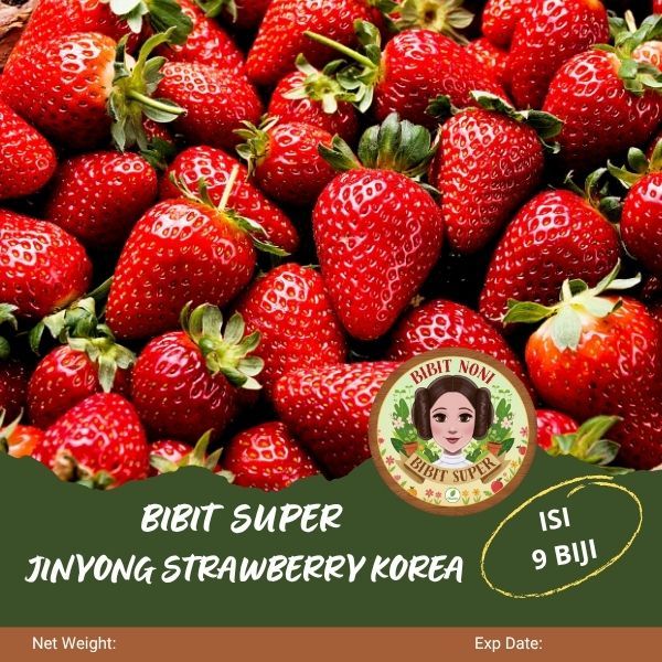 Bibit Super Jinyong Strawberry Korea | Biji Benih Jinyong Strawberry Korea