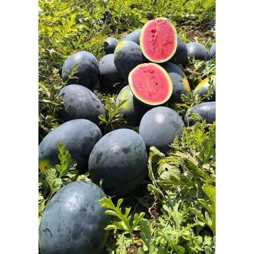 BIBIT SEMANGKA NON BIJI