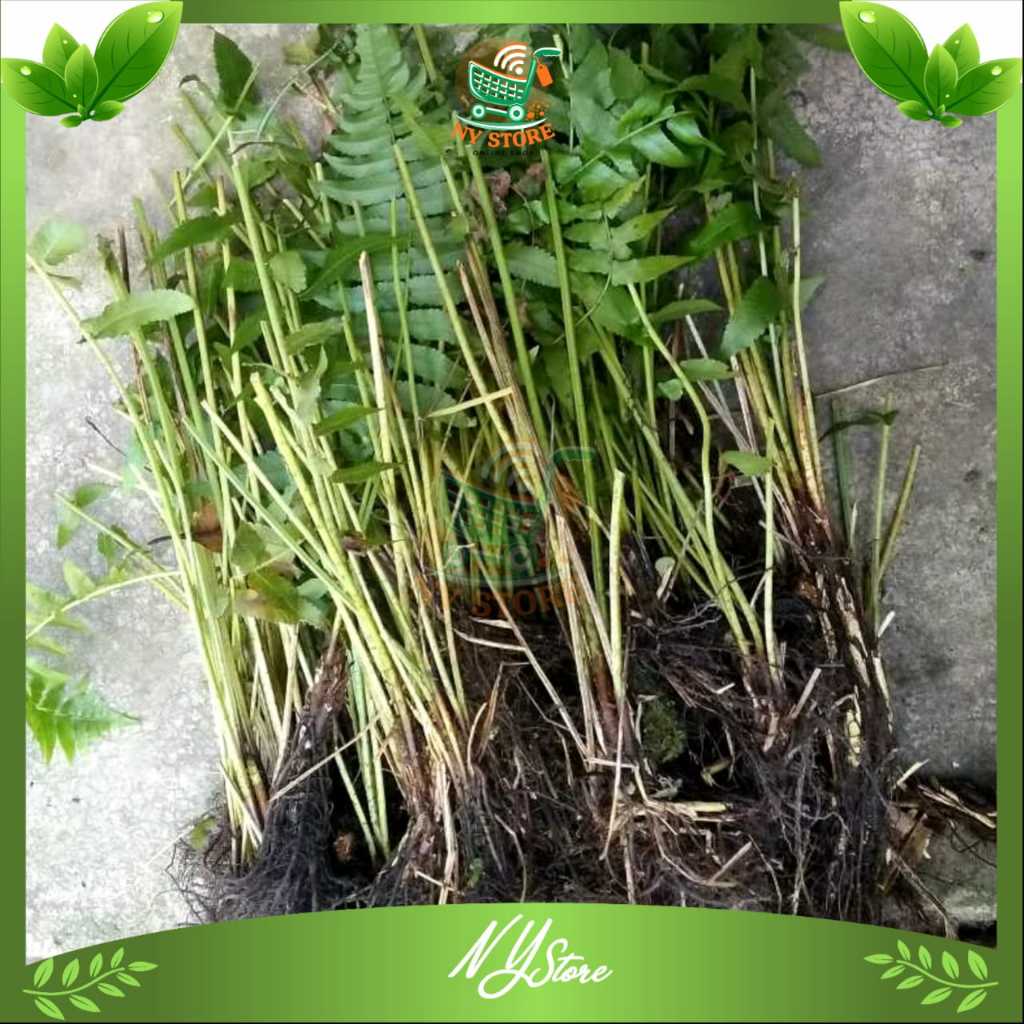 paket 10 BIBIT PAKIS SAYUR / BIBIT POHON PAKIS SAYUR / BIBIT TANAMAN PAKIS SAYUR