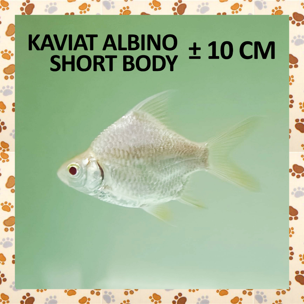 E76OPN Ikan Kaviat SHORT BODY ALBINO Hias Cantik Lucu Tank Mate Bersih Tank Arwana Predator Shortbod