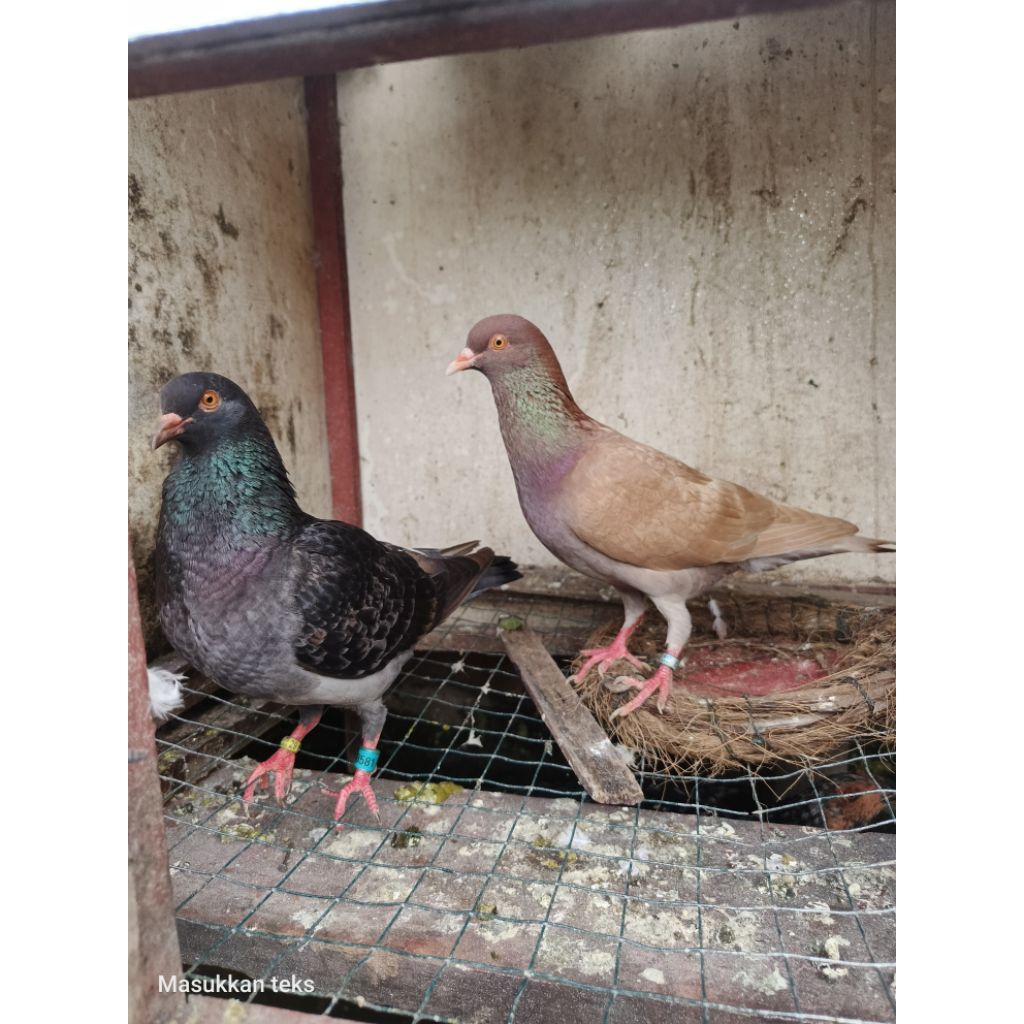 burung merpati balap si25 sepasang