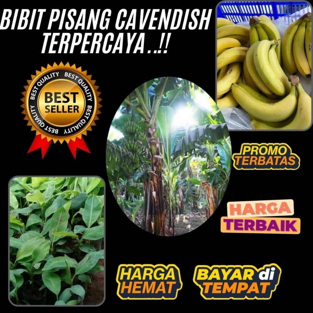 PROMO  Benih Pisang Cavendish Kuning │ Benih Pisang Cavendish Mini