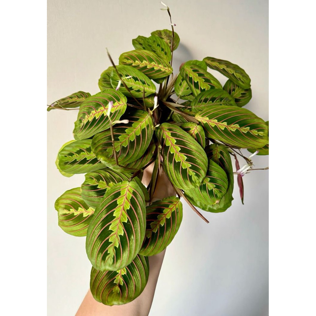 Tanaman hias calathea kepiting(leuconeura)/ Tanaman calathea kepiting/ calathea
