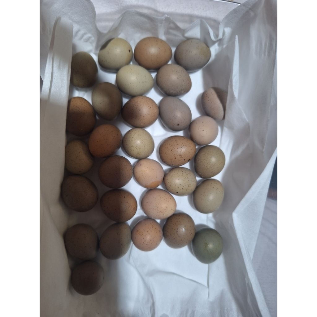 Telur fertil burung puyuh batu 5butir