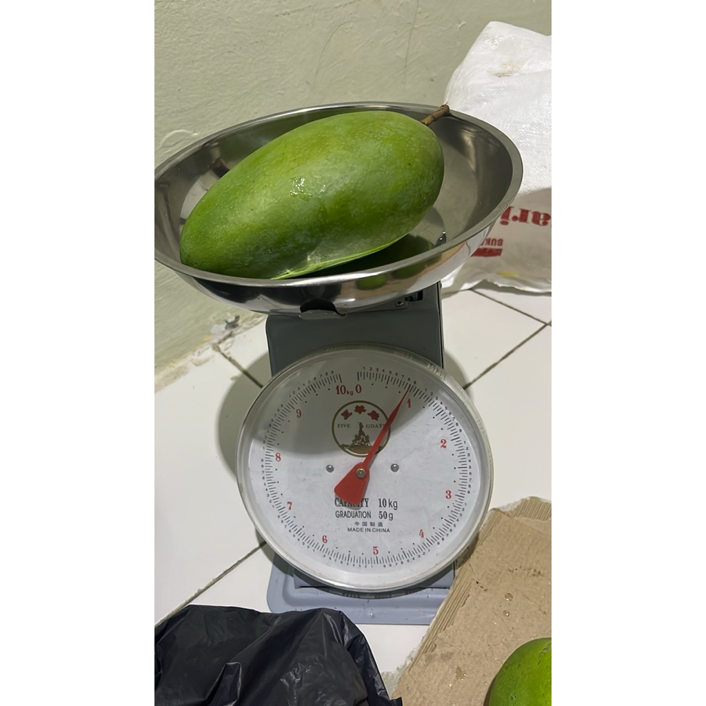 Mangga kiojay/mangga thailand