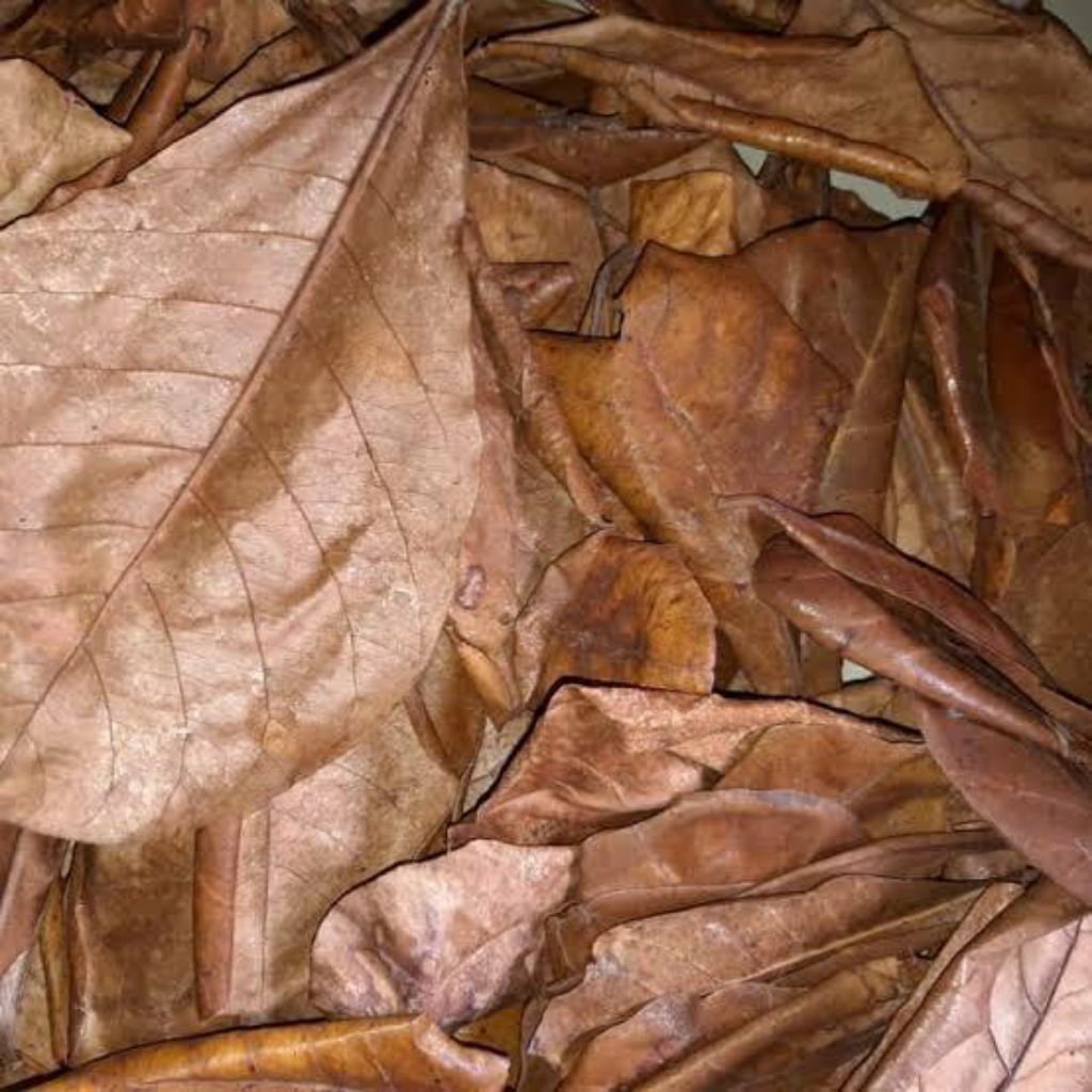 daun Ketapang 1kg belum di olah