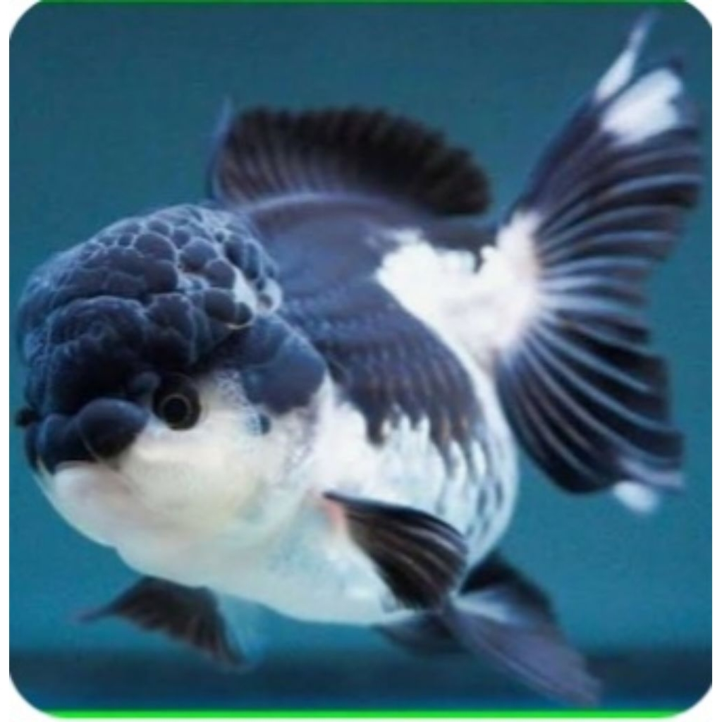 ikan mas koki