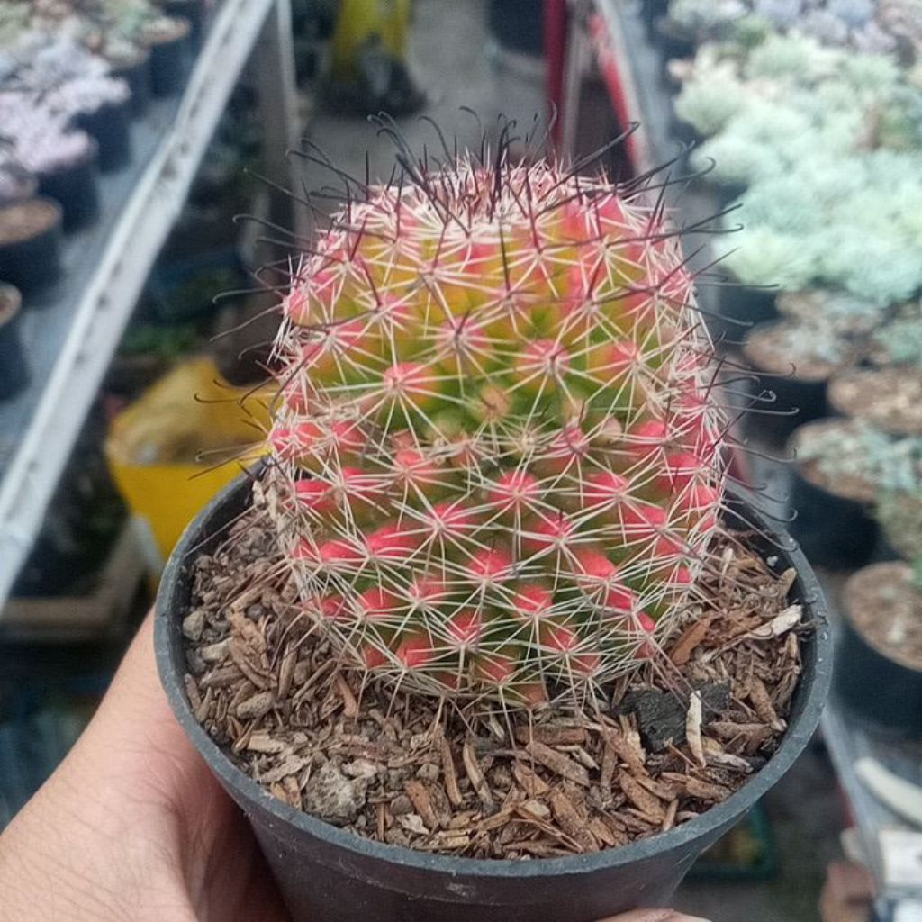Mammillaria Beneckei Rainbow Ownroot
