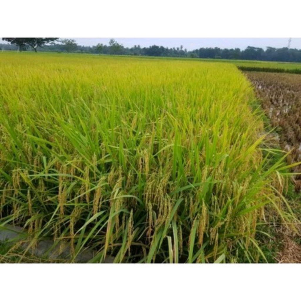 BENIH PADI ROJOLELE KEMASAN 1KG