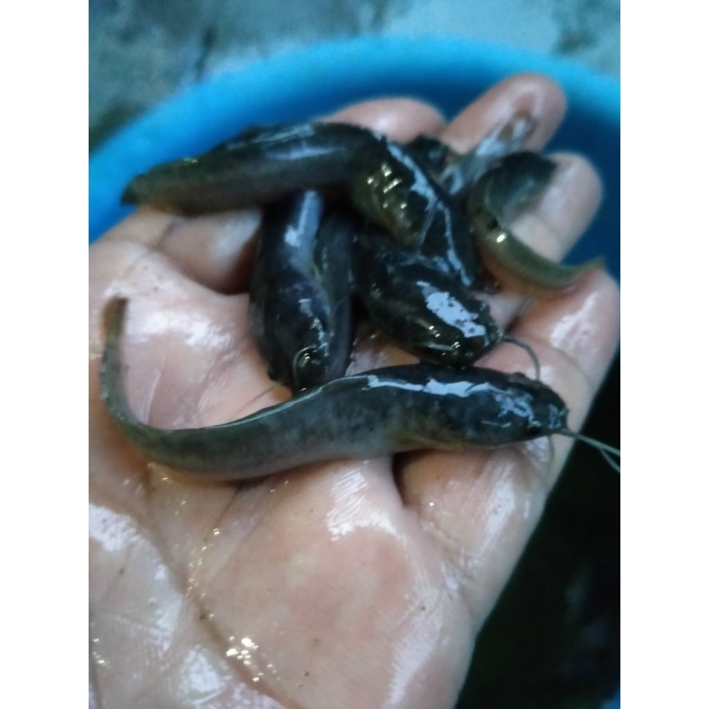 Bibit lele jenis Sangkuriang