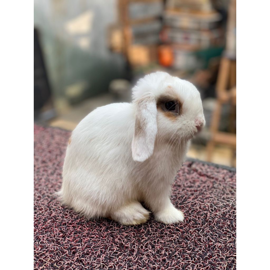 Kelinci Holland Lop