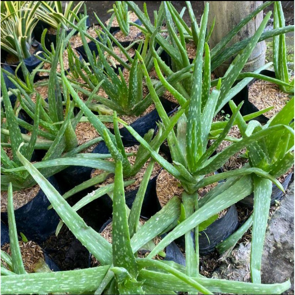 Lidah buaya tanaman - bibit lidah buaya - tanaman lidah buaya