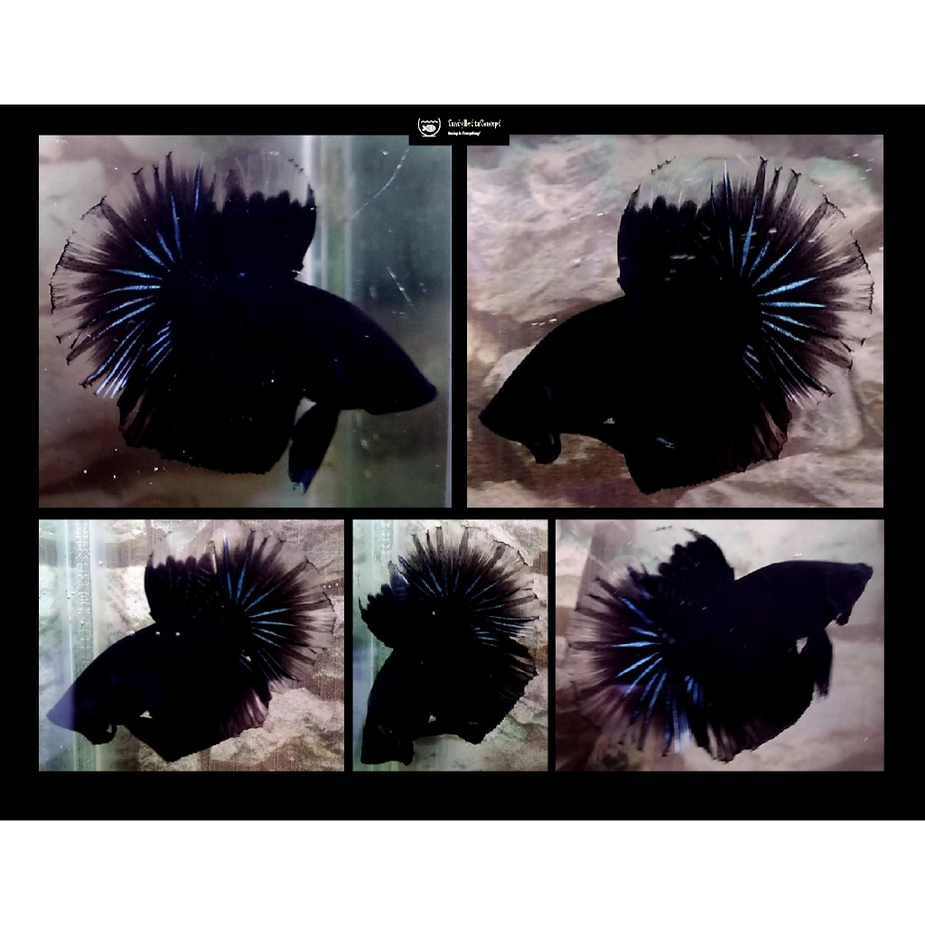 Ikan Cupang Halfmoon Black Orchid dan HMDT Orange, Bonus Pakan, HMBODTO01