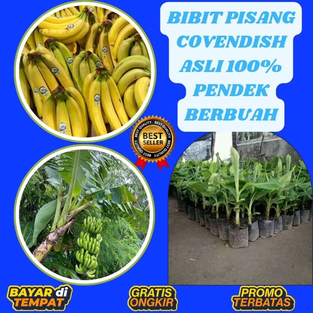 TERJAMIN AMAN  Bibit Pisang Cavendish Pendek Bibit Pisang Cavendish Sunpride