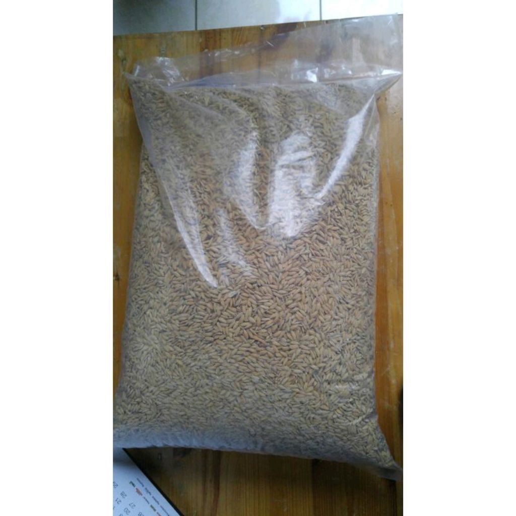 BENIH PADI PANDAN WANGI ( 1KG )