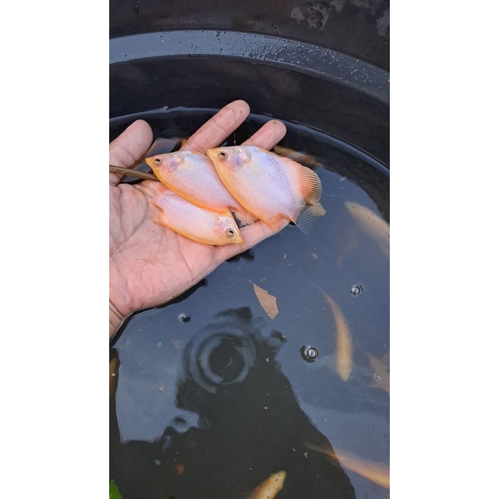 Paket bibit Gurame Padang ukuran korek kayu