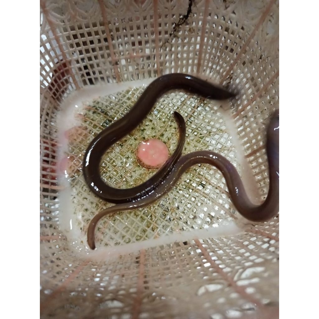 Bibit Ikan Sidat ukuran pensil 25-50gr/ekor Bergaransi