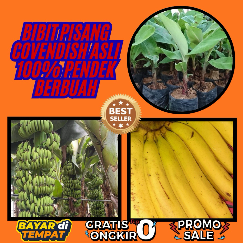 TERBUKTI ASLI  Bibit Pisang Cavendish G9